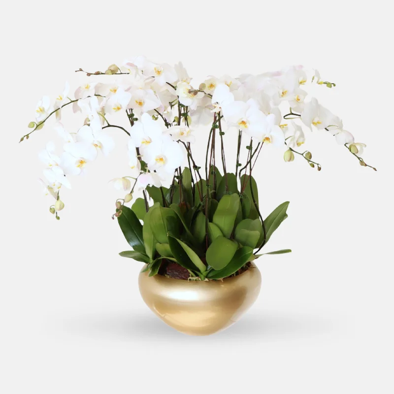 Chic woven wall baskets-15 Stem white Orchid Phalaenopsis Plant